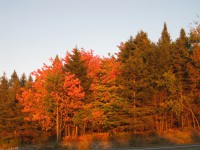 /album/galerie-de-photos-page-daccueil/img-1296-jpg2/